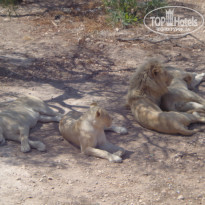 фото из отзыва ID 1383742