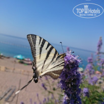 фото из отзыва ID 1387571