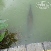 фото из отзыва ID 1387859