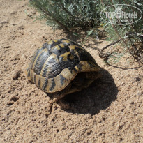 фото из отзыва ID 1388365