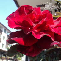 фото из отзыва ID 1388365