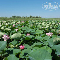 фото из отзыва ID 1386157