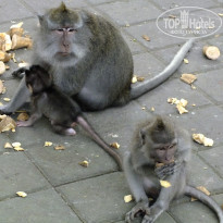 фото из отзыва ID 1388605