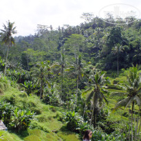 фото из отзыва ID 1388605