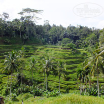 фото из отзыва ID 1388605