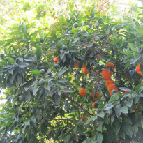 фото из отзыва ID 1383376