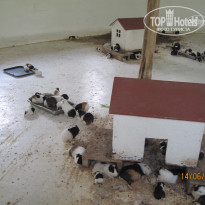 фото из отзыва ID 1389155