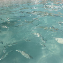 фото из отзыва ID 1389594