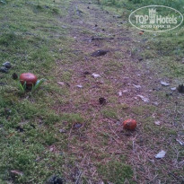 фото из отзыва ID 1389817