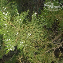 фото из отзыва ID 1389875