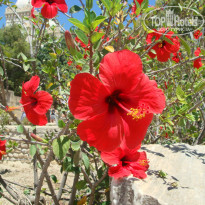 фото из отзыва ID 1386871