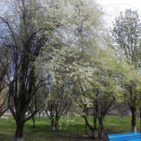 фото из отзыва ID 1383207