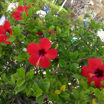 фото из отзыва ID 1383020