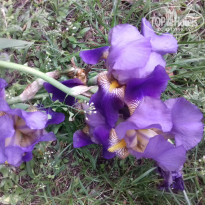 фото из отзыва ID 1383207