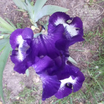 фото из отзыва ID 1383207