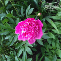 фото из отзыва ID 1383207