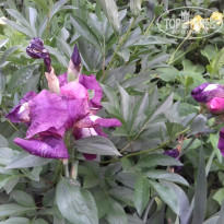 фото из отзыва ID 1383207