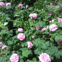 фото из отзыва ID 1383207