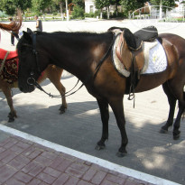 фото из отзыва ID 1387735