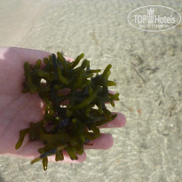 фото из отзыва ID 1384114