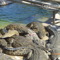 фото из отзыва ID 1384114