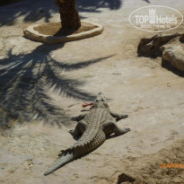 фото из отзыва ID 1384114