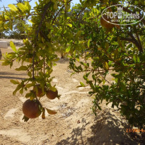 фото из отзыва ID 1384114