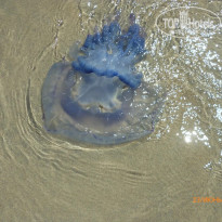 фото из отзыва ID 1384114