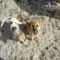 фото из отзыва ID 1384114