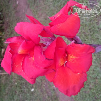 фото из отзыва ID 1390636