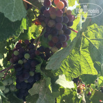 фото из отзыва ID 1390257