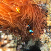 фото из отзыва ID 1391144