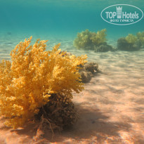 фото из отзыва ID 1391144