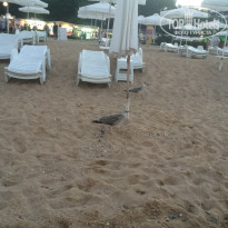 фото из отзыва ID 1391199