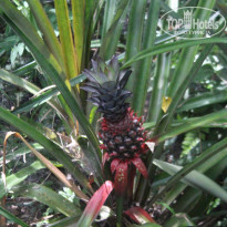 фото из отзыва ID 1391842