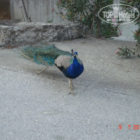 фото из отзыва ID 1392030