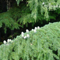 фото из отзыва ID 1392039