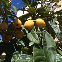 фото из отзыва ID 1392717