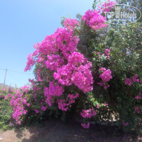 фото из отзыва ID 1393187