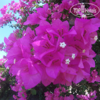 фото из отзыва ID 1393187