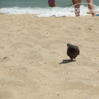 фото из отзыва ID 1393230