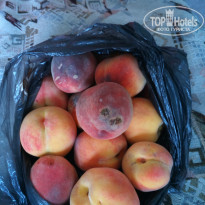 фото из отзыва ID 1393733