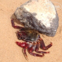 фото из отзыва ID 1394041