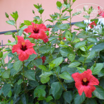 фото из отзыва ID 1394256