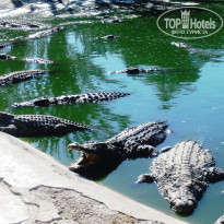 фото из отзыва ID 1394363