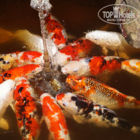 фото из отзыва ID 1395099