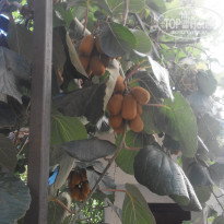 фото из отзыва ID 1395491