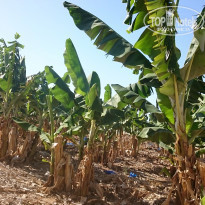 фото из отзыва ID 1396296