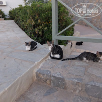 фото из отзыва ID 1396618