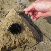 фото из отзыва ID 1395973